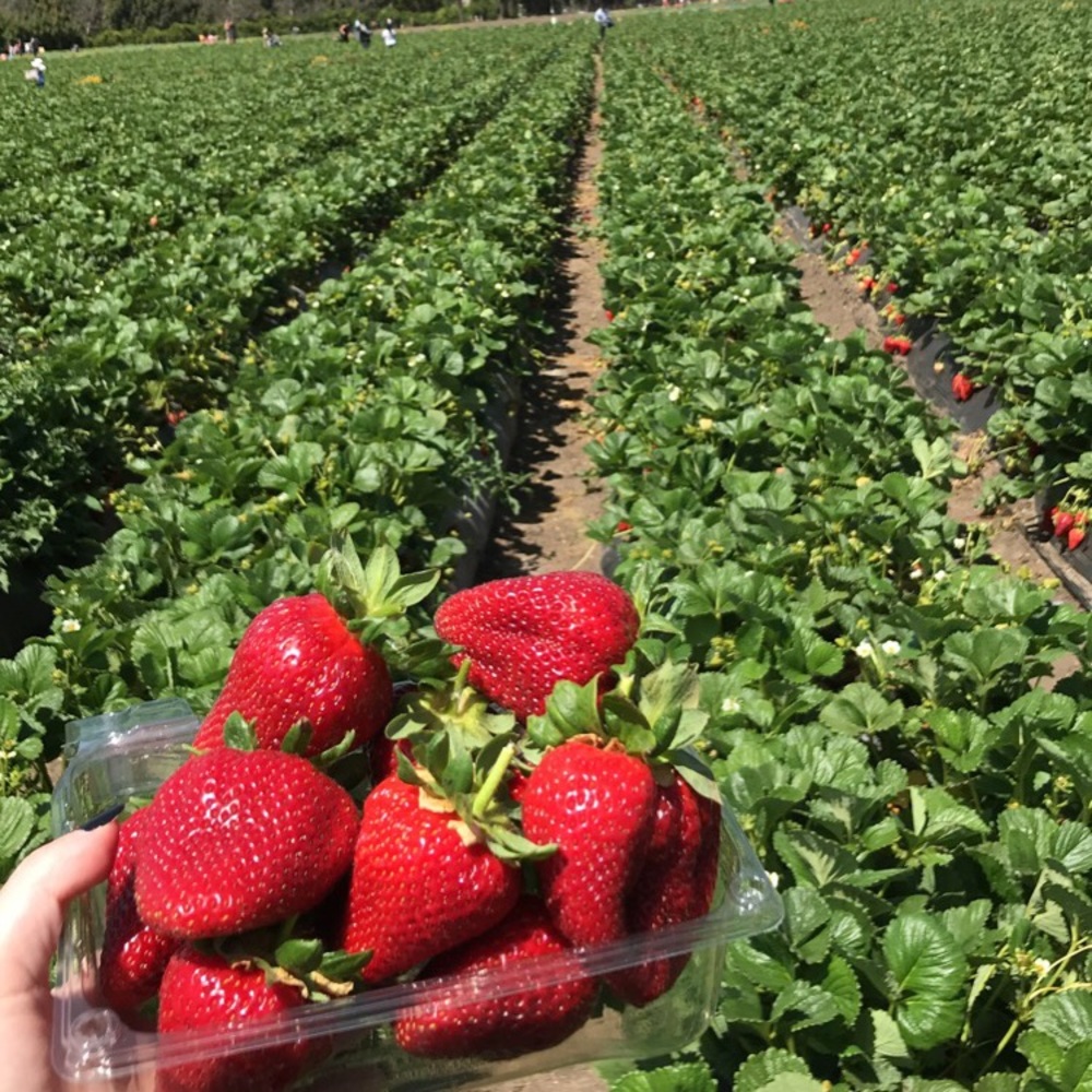 Meet your Posher, Maddie